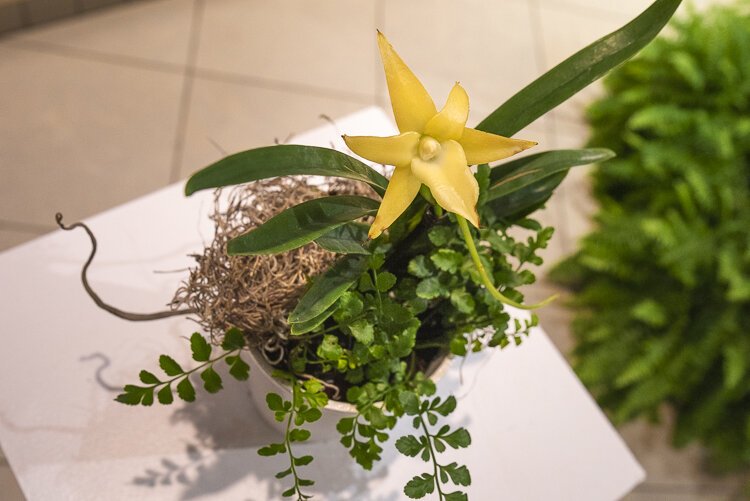 Angraecum sesquipedale