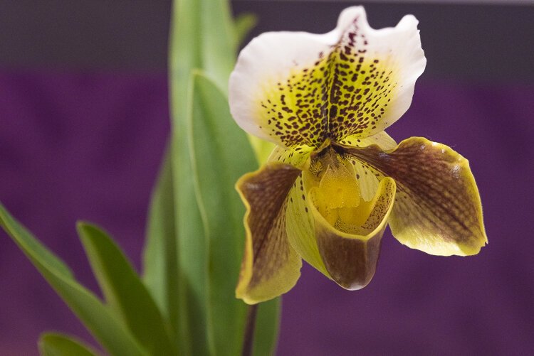 Paphiopedilum