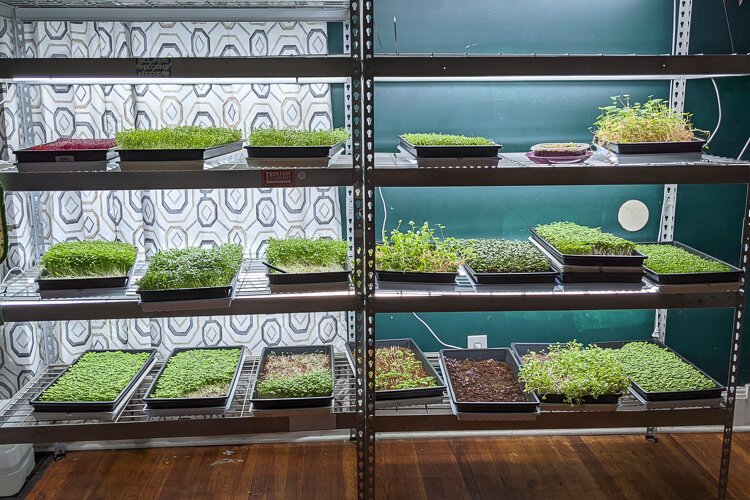 Tanisha Velez operates from her home in Cleveland’s Jefferson neighborhood, growing grab-and-go fresh produce on LED-illuminated racks in her dining room.