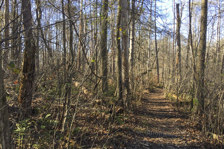 Trail through the woods at Rocky River Reservation South.