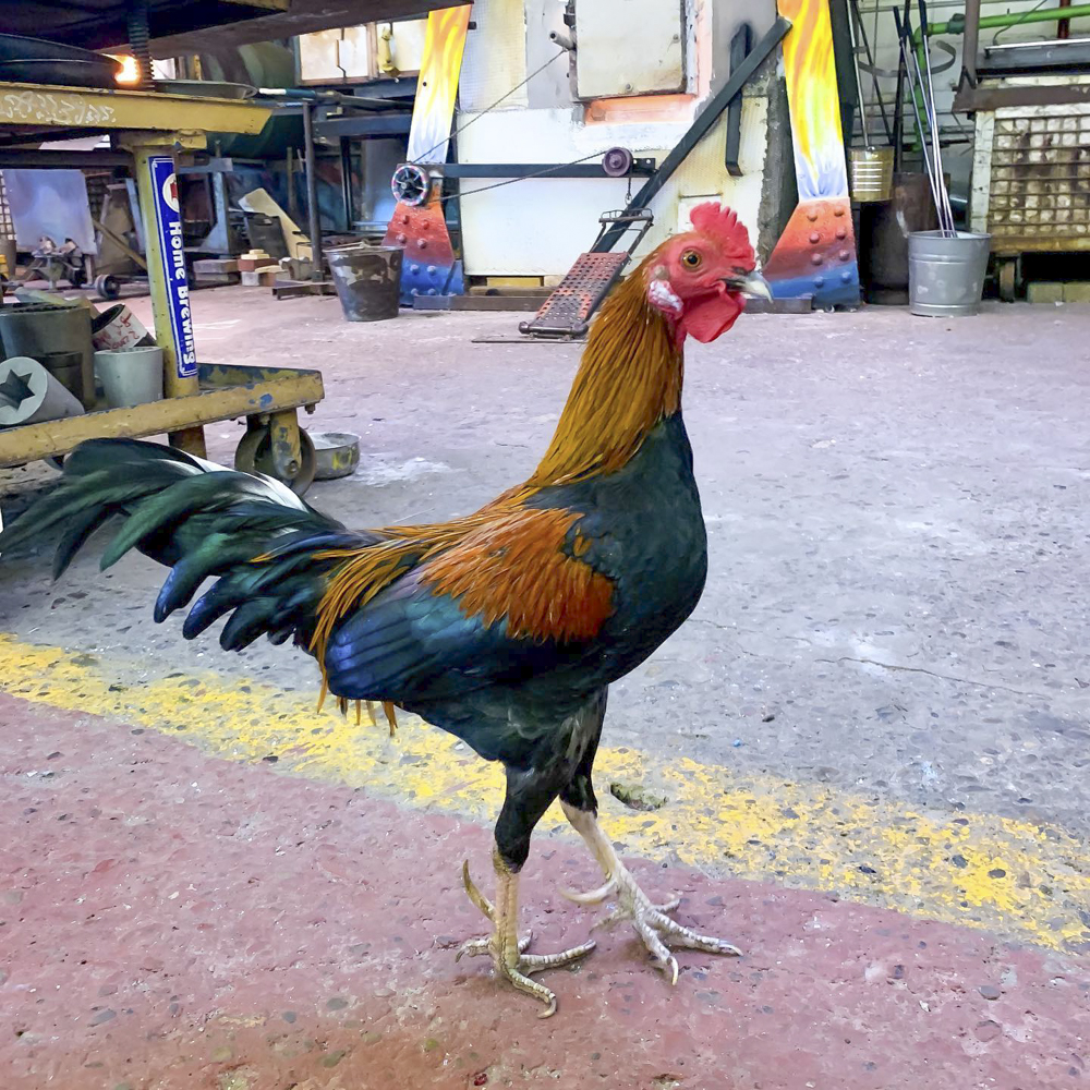 Glass Bubble Project studio guard, Morty the Rooster