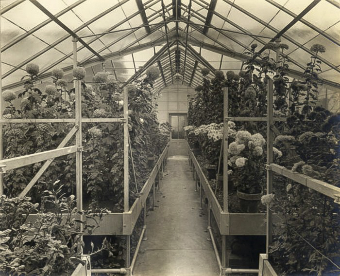 Potted dahlias and daisies in the greenhouse on the grounds of Glen Allen