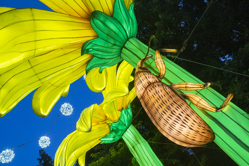 Asian Lantern Festival 2023