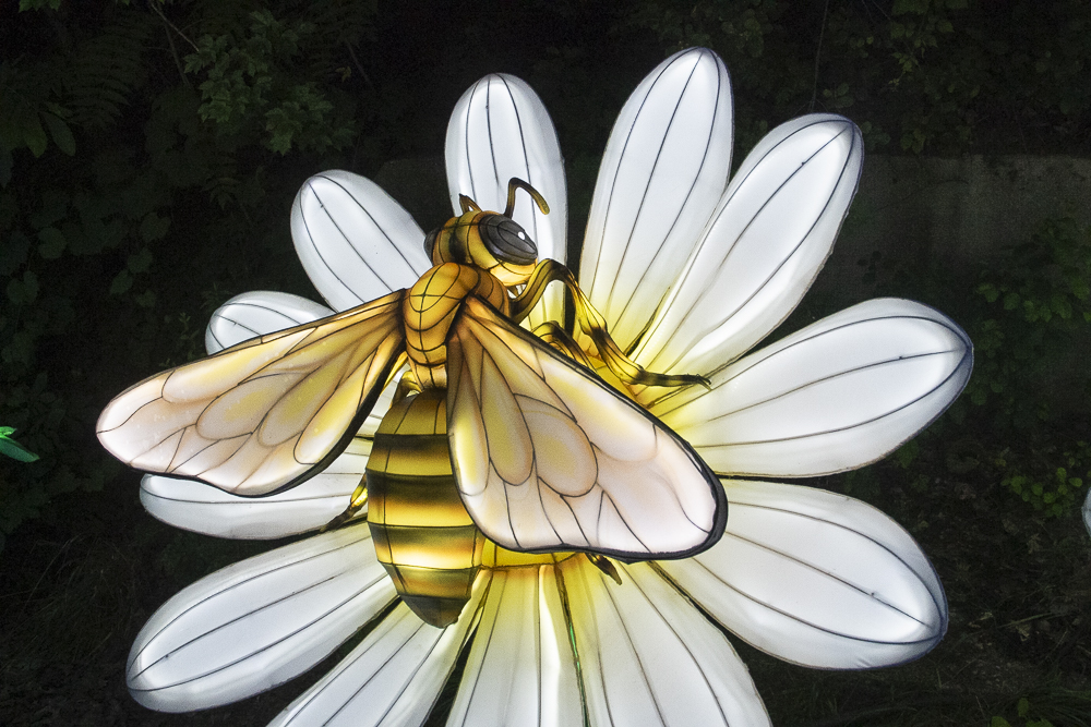 Asian Lantern Festival 2023