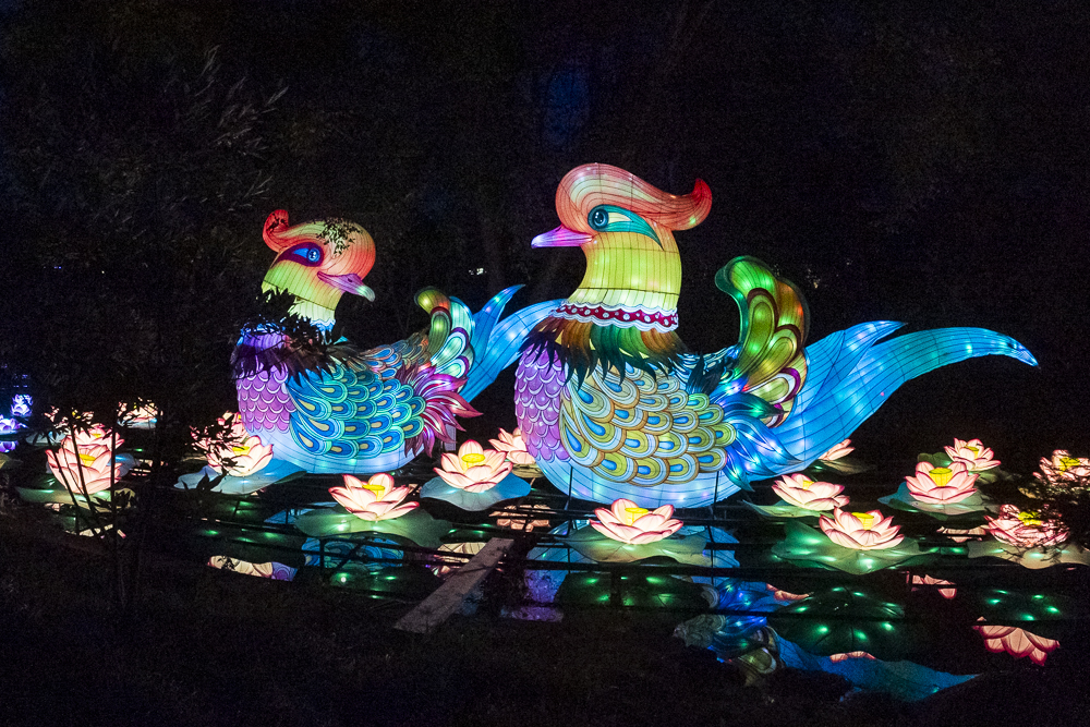 Asian Lantern Festival 2023