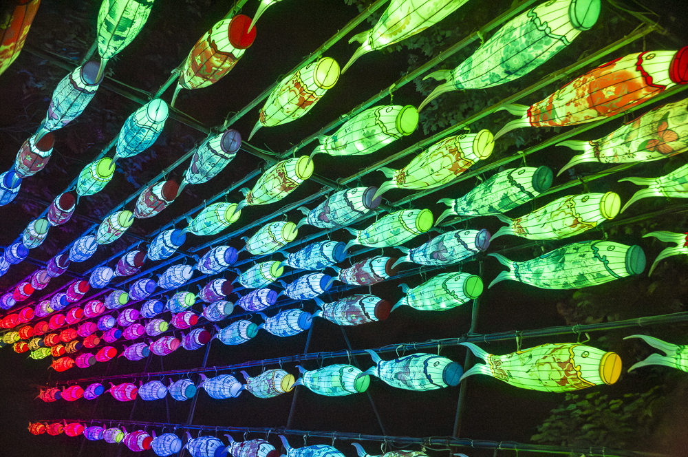 Asian Lantern Festival 2023