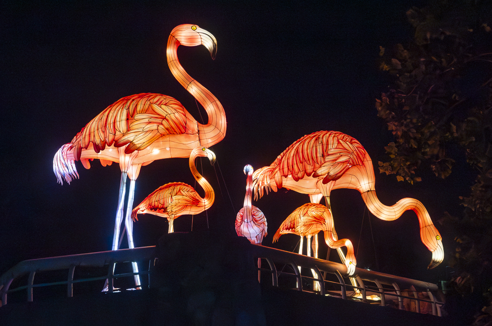 Asian Lantern Festival 2023