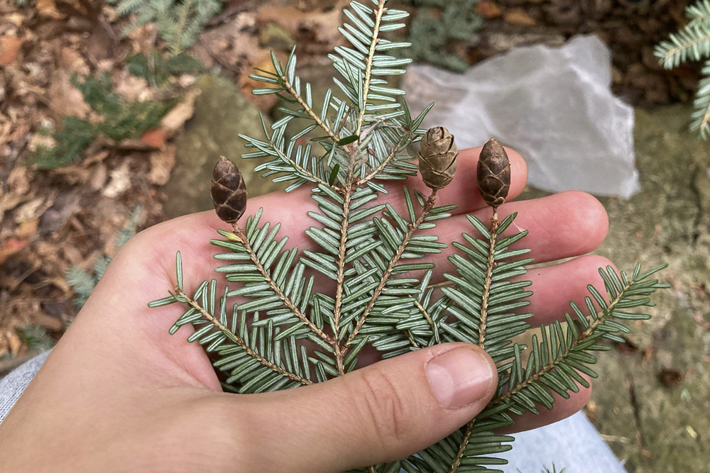 Hemlock cones