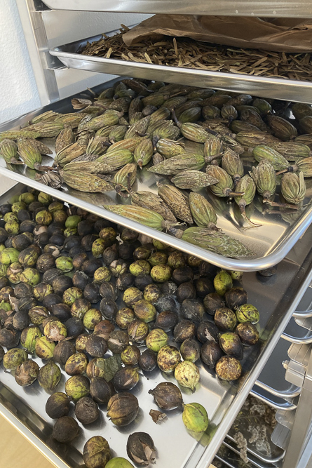 Drying seeds collected by volunteers