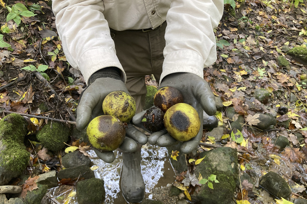 Volunteer collecting black walnuts