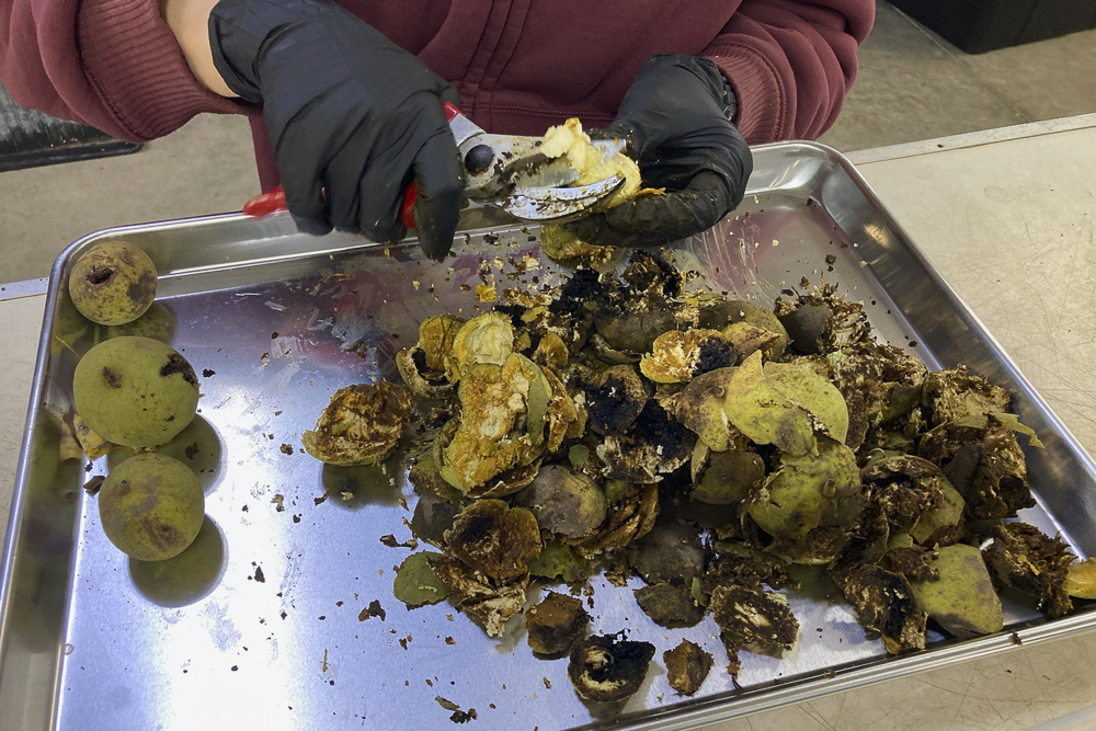 Volunteer processing seeds