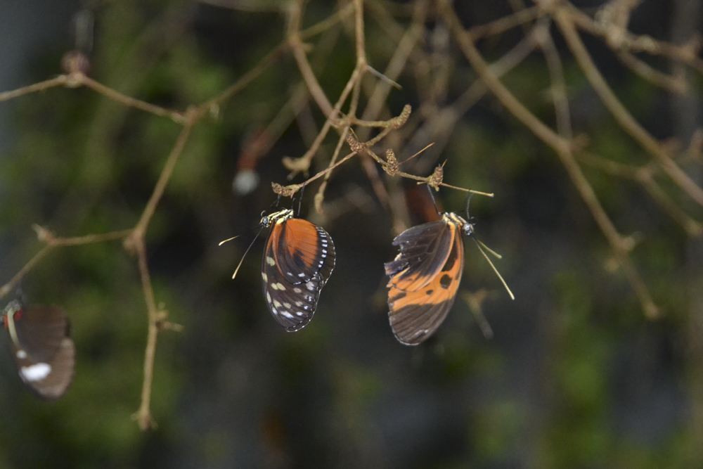 Butterflies in Glasshouse at Dusk