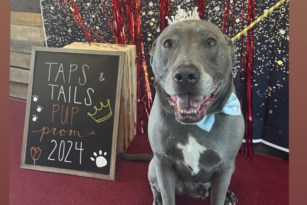 Taps & Tails hosts events including the Dog Prom, a Halloween Costume Contest and Pups-giving