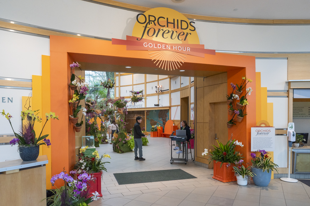 Orchids Forever - Golden Hour