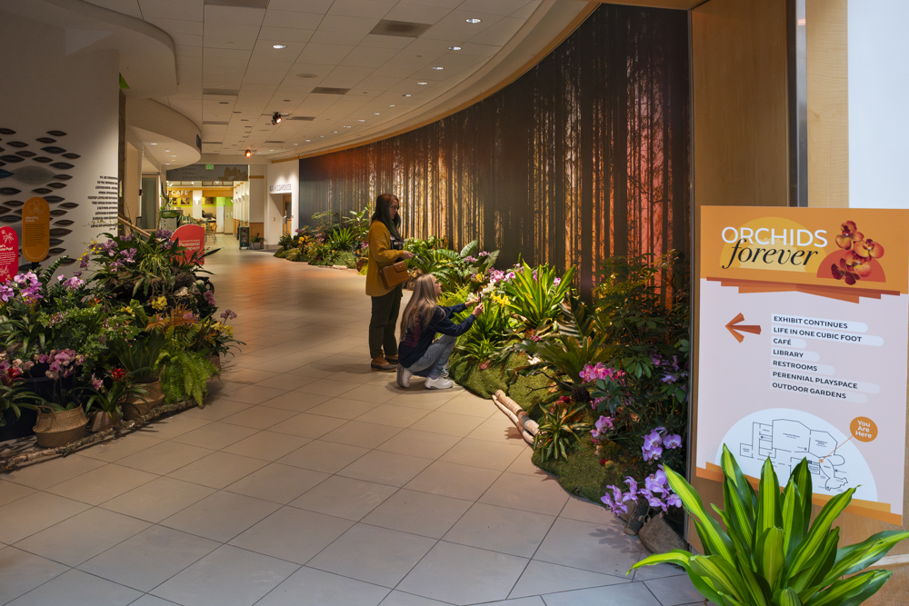 Orchids Forever - Golden Hour