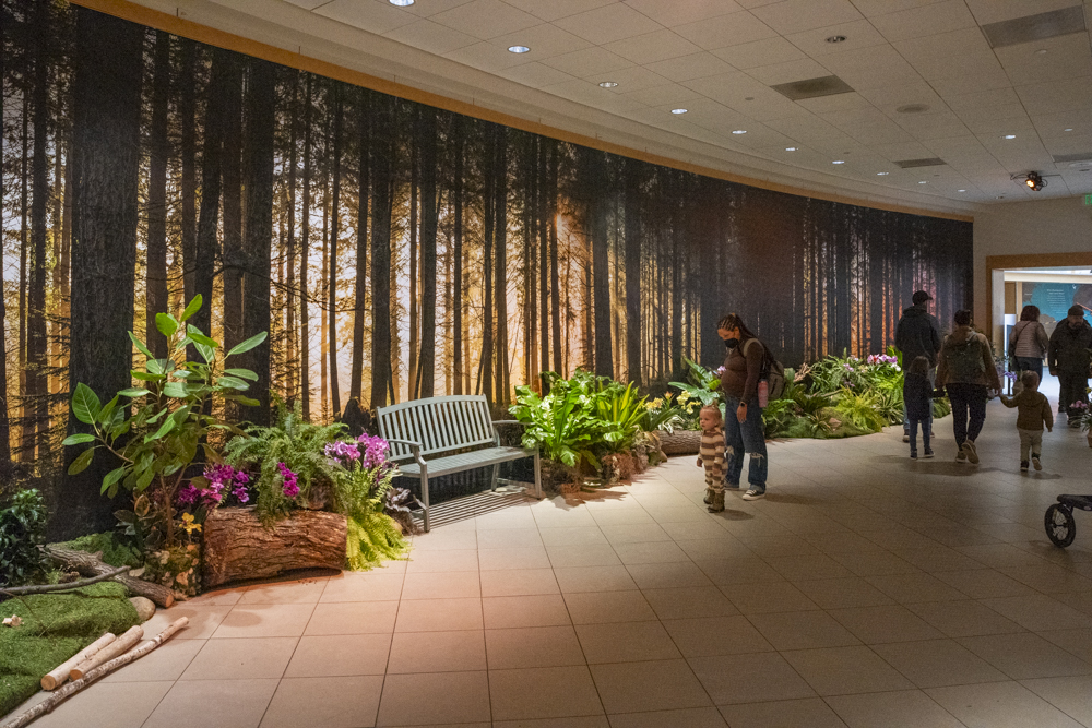 Orchids Forever - Golden Hour