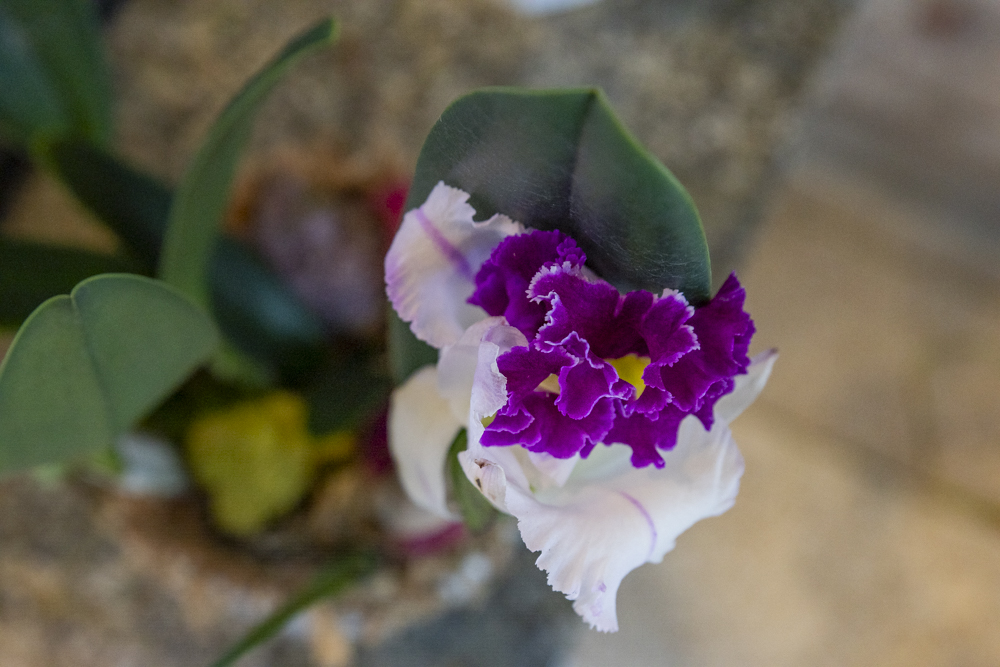 Orchids Forever - Golden Hour