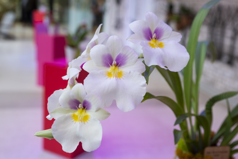 Orchids Forever - Golden Hour