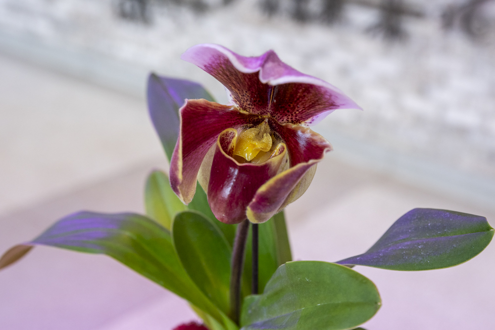 Orchids Forever - Golden Hour