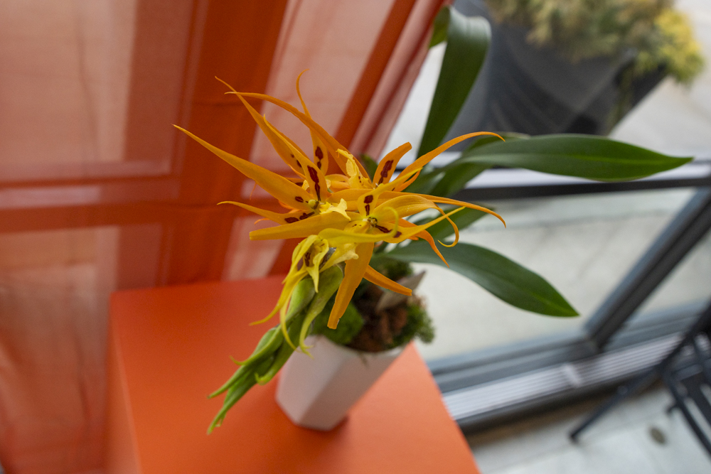 Orchids Forever - Golden Hour