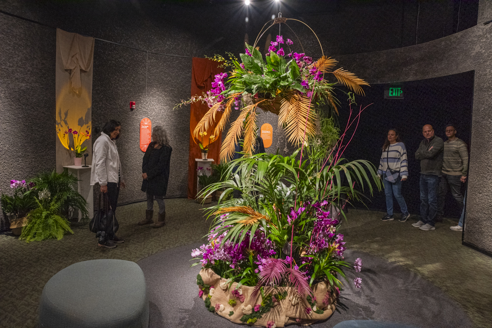 Orchids Forever - Golden Hour