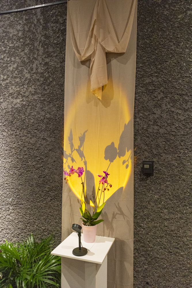 Orchids Forever - Golden Hour