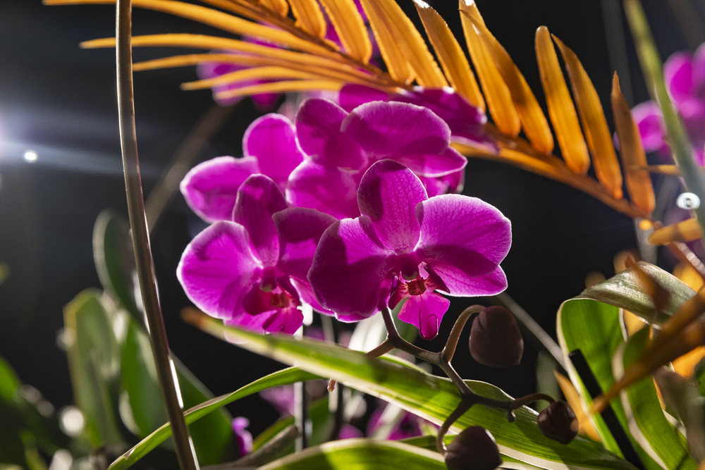 Orchids Forever - Golden Hour