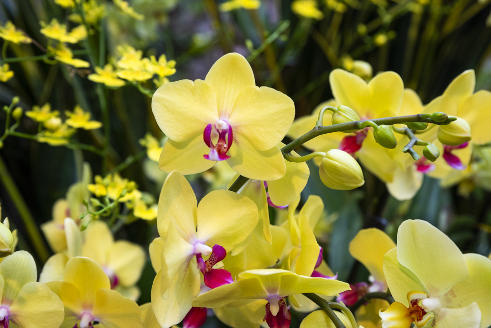 Orchids Forever - Golden Hour