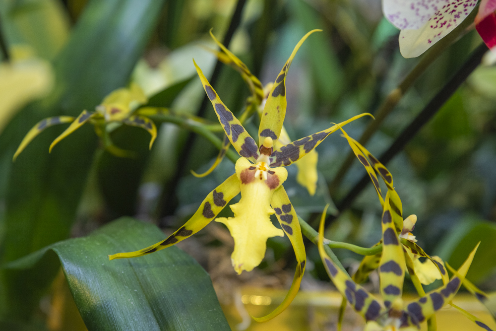 Orchids Forever - Golden Hour