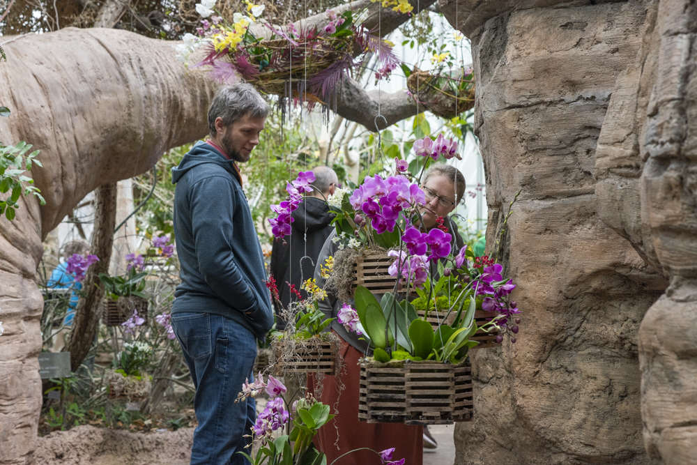 Orchids Forever - Golden Hour