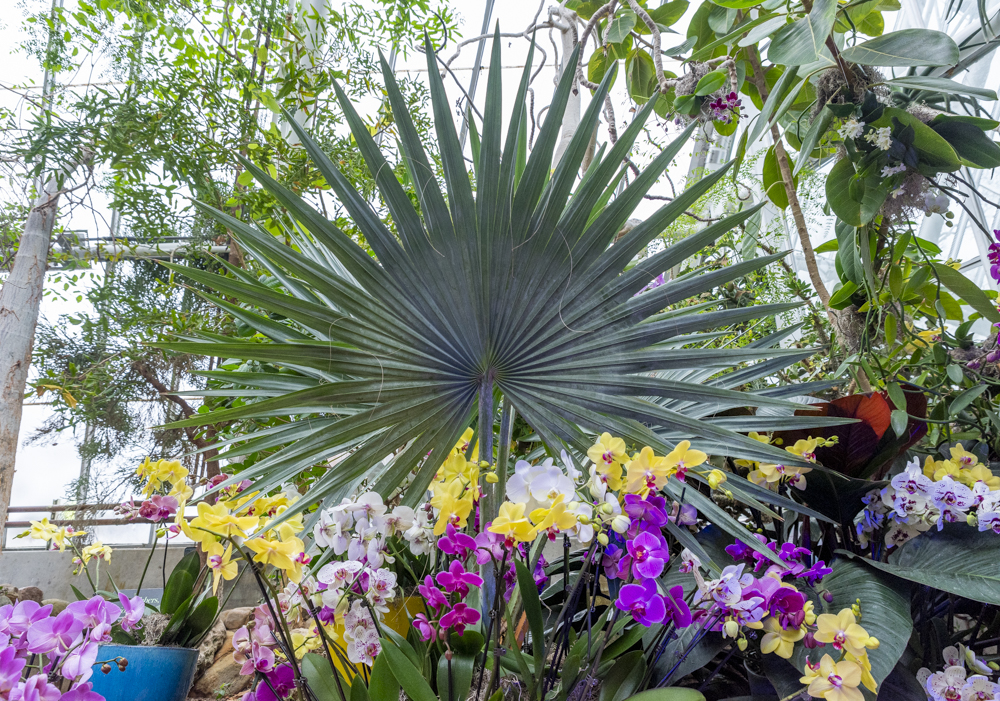 Orchids Forever - Golden Hour