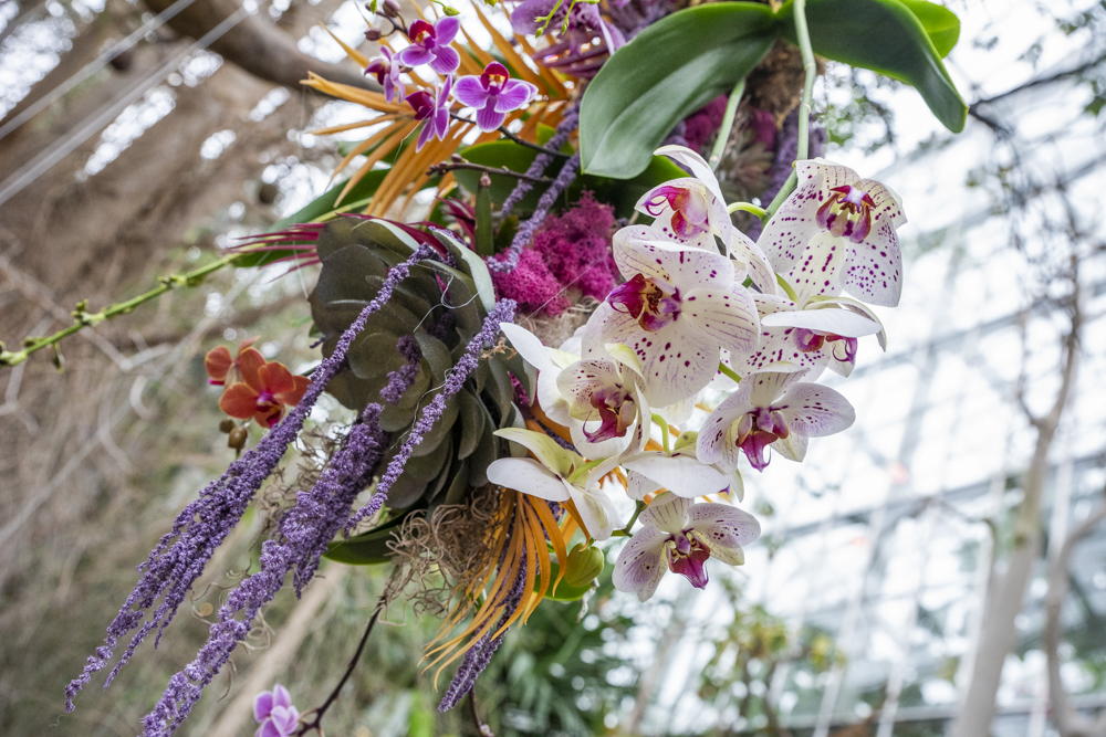 Orchids Forever - Golden Hour