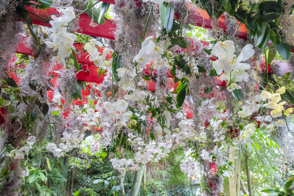 Orchids Forever - Golden Hour