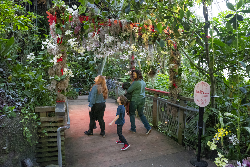 Orchids Forever - Golden Hour