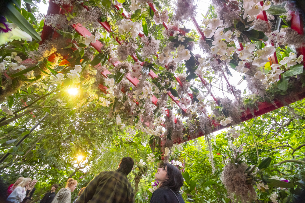 Orchids Forever - Golden Hour