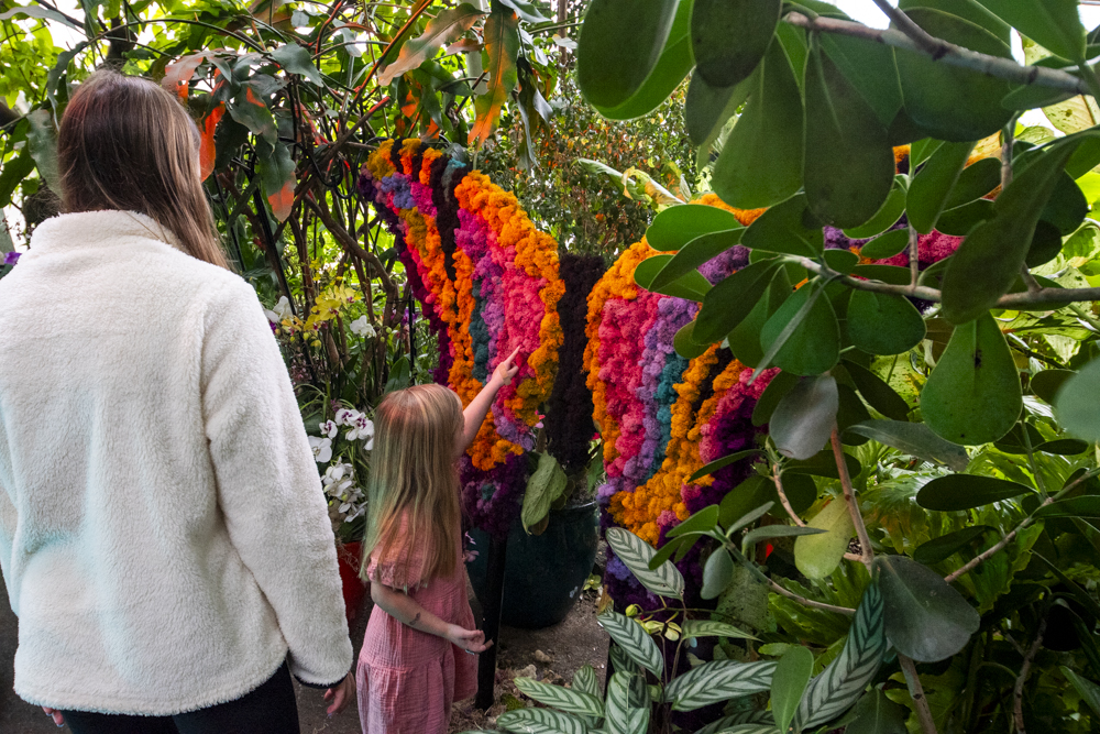 Orchids Forever - Golden Hour