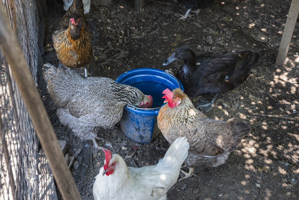 GardenWalk Cleveland - Ohio City