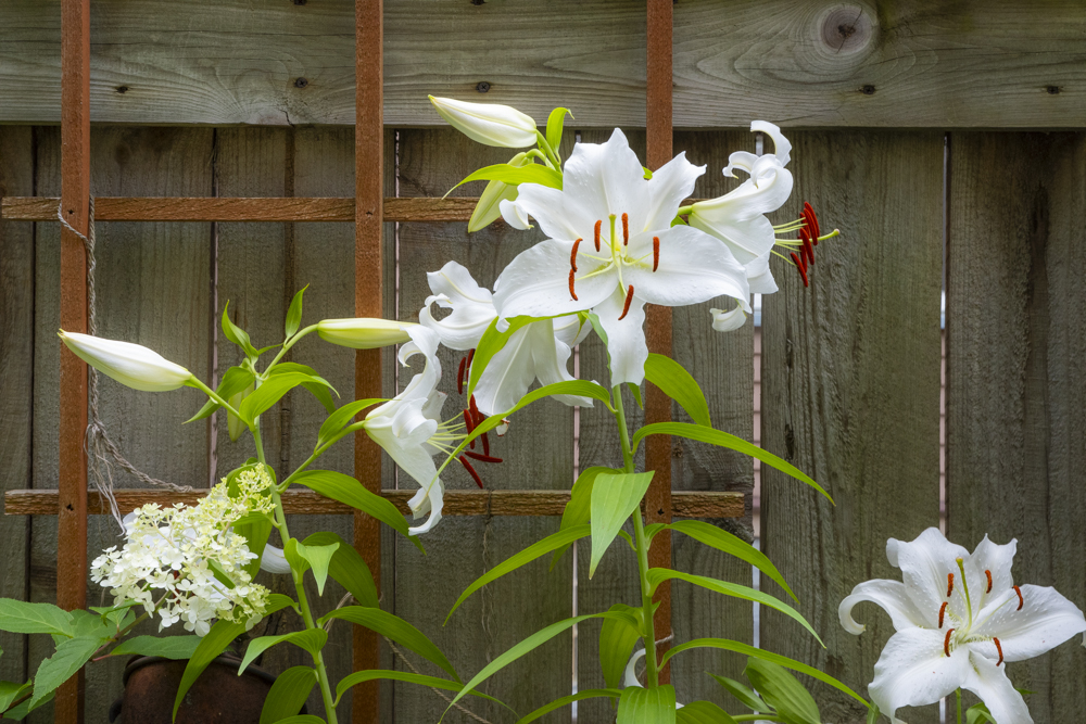 GardenWalk Cleveland - Detroit Shoreway