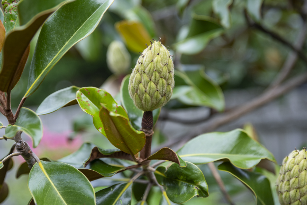 GardenWalk Cleveland - Clifton Baltic Neighborhood of Edgewater
