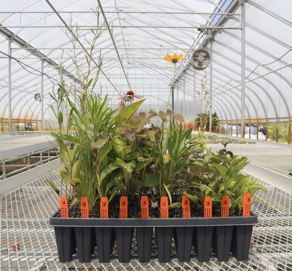 Online Perennial Sale for Pick-Up at the Nature Center