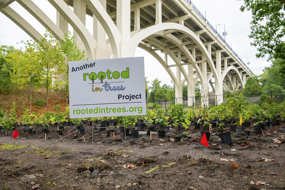 The mini forest, a small-scale, densely planted green space, features 800 native trees and shrubs