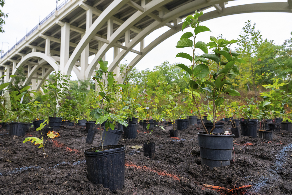 In just three years, the mini forest at Cleveland Metroparks Zoo will transform into a lush, full-scale forest