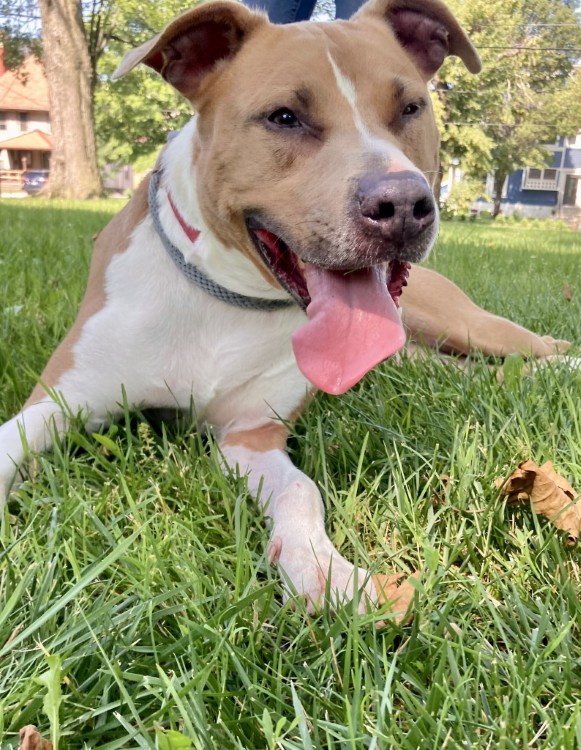 Columbo has been at the Cleveland APL for 18 months.
