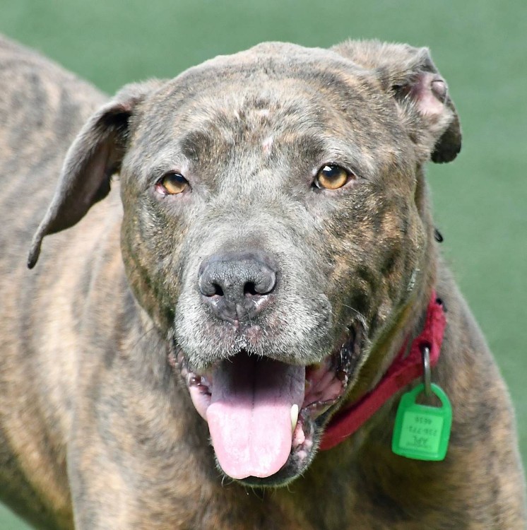 Lula has been at the Cleveland APL for more than a year.