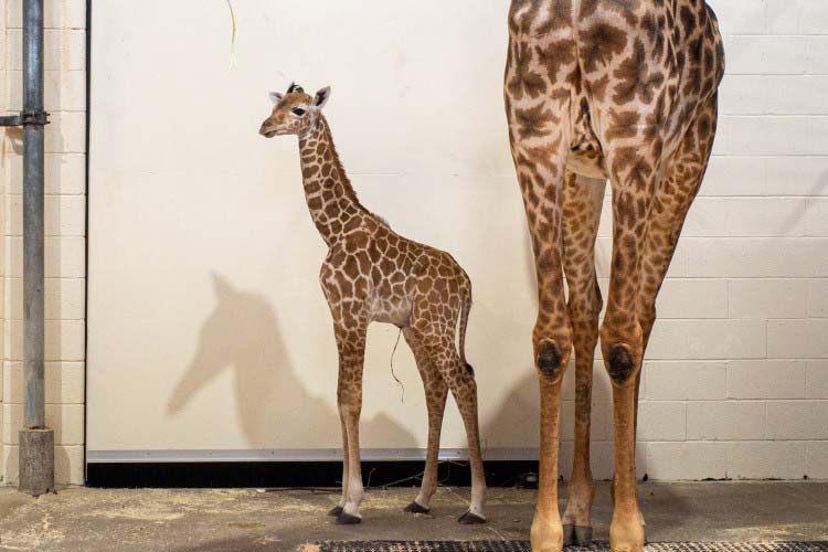 the newborn will remain out of public view to allow for critical bonding time with mom and to acclimate gradually to the rest of the giraffe herd, a male and three females.