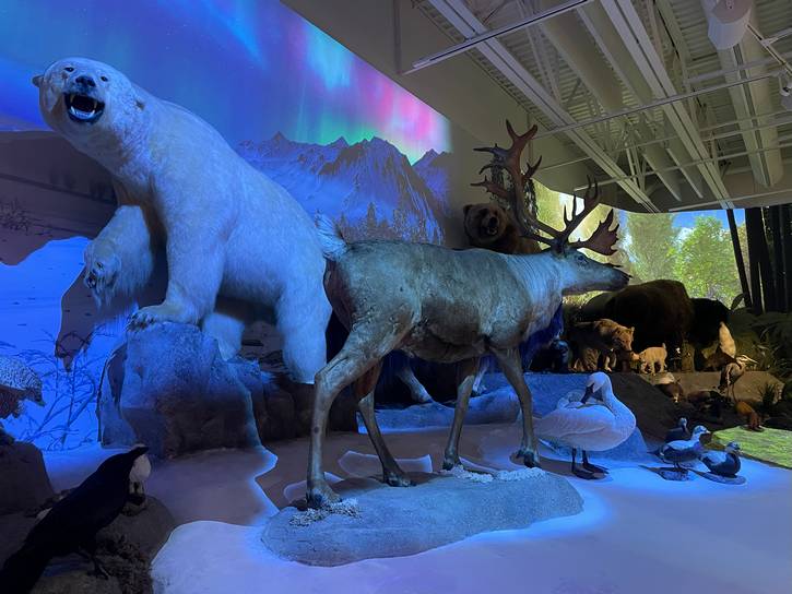 A polar bear and antelope take the stage in the Evolving Life exhibit.
