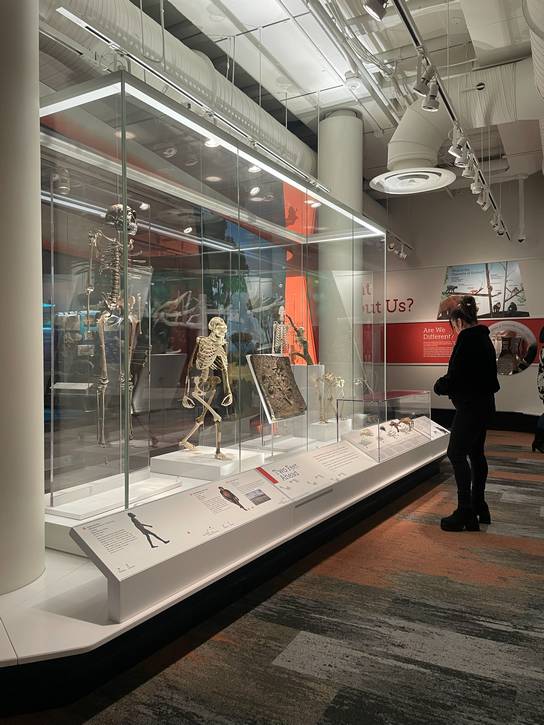 Learning about Lucy and the evolution of humans.