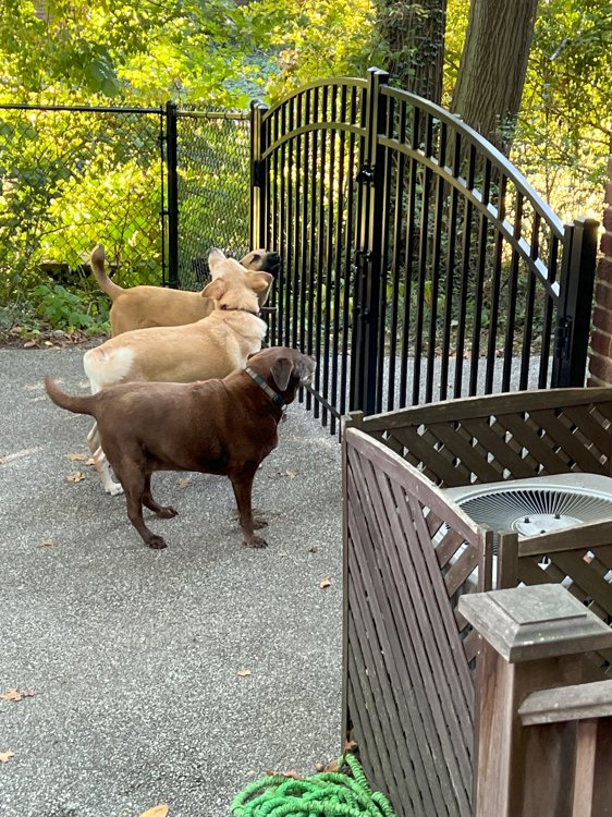 Jimmy, Chester, and Kaya at the gate
