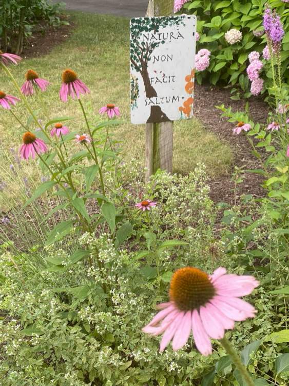 Patience, Beauty, Pleasure, and Gratitude on Yorkshire Road.