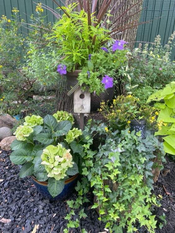 Birdhouse and flowers in the garden.